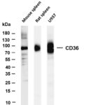 CD36 Rabbit Monoclonal Antibody