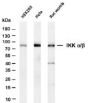 IKK α/β Rabbit Monoclonal Antibody