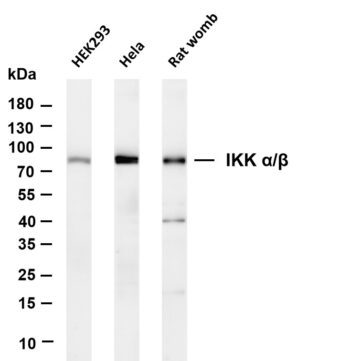 IKK α/β Rabbit Monoclonal Antibody