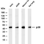 p38 Rabbit Monoclonal Antibody