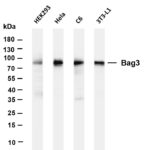 Bag3 Rabbit Monoclonal Antibody