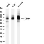 CD44 Rabbit Monoclonal Antibody