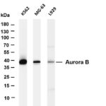 Aurora B Rabbit Monoclonal Antibody