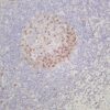 Aurora B Rabbit Monoclonal Antibody - Image 2