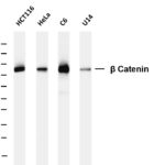 β Catenin Rabbit Monoclonal Antibody