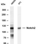 Notch2 Rabbit Monoclonal Antibody