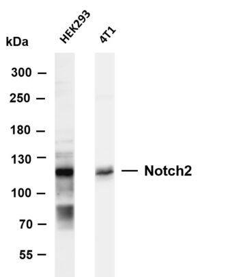 Notch2 Rabbit Monoclonal Antibody