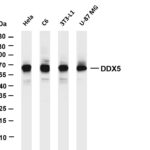 DDX5 Rabbit Monoclonal Antibody