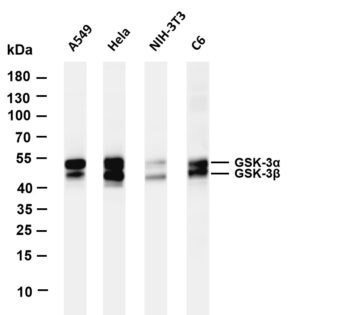 GSK3 α/β Rabbit Monoclonal Antibody