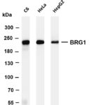 BRG1 Rabbit Monoclonal Antibody