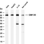 GM130 Rabbit Monoclonal Antibody