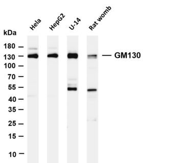GM130 Rabbit Monoclonal Antibody