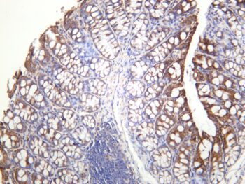 GM130 Rabbit Monoclonal Antibody - Image 2