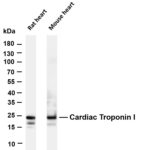 Cardiac Troponin I Rabbit Monoclonal Antibody