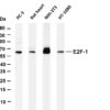 E2F-1 Rabbit Monoclonal Antibody