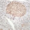 E2F-1 Rabbit Monoclonal Antibody - Image 2