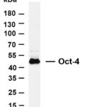 Oct-4 Rabbit Monoclonal Antibody