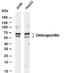 Osteopontin Rabbit Monoclonal Antibody