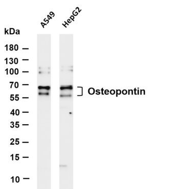 Osteopontin Rabbit Monoclonal Antibody