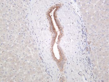 Osteopontin Rabbit Monoclonal Antibody - Image 2