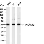 PRAS40 Rabbit Monoclonal Antibody
