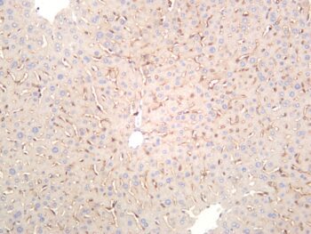 LYVE1 Rabbit Monoclonal Antibody - Image 2