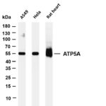 ATP5A Rabbit Monoclonal Antibody