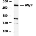 VWF Rabbit Monoclonal Antibody