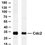 Cdc2 Rabbit Monoclonal Antibody