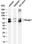 Keap1 Rabbit Monoclonal Antibody