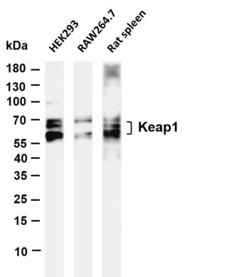 Keap1 Rabbit Monoclonal Antibody
