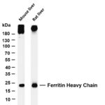 Ferritin Heavy Chain Rabbit Monoclonal Antibody