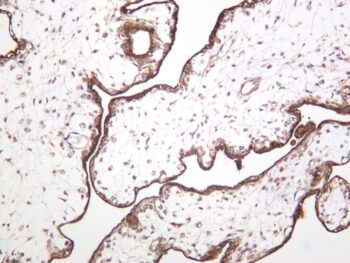 eNOS Rabbit Monoclonal Antibody - Image 2