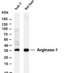Arginase-1 Rabbit Monoclonal Antibody