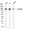 CD146 Rabbit Monoclonal Antibody