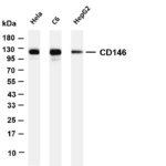 CD146 Rabbit Monoclonal Antibody