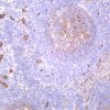 CD146 Rabbit Monoclonal Antibody - Image 2