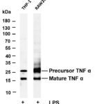 TNF α Rabbit Monoclonal Antibody