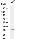 Ly6g Rabbit Monoclonal Antibody