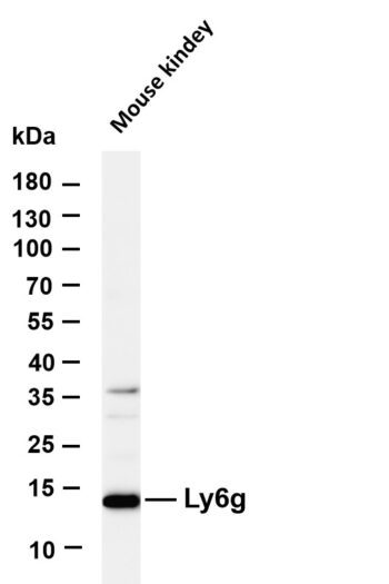 Ly6g Rabbit Monoclonal Antibody