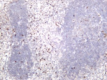 Ly6g Rabbit Monoclonal Antibody - Image 2