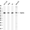 Ezrin Rabbit Monoclonal Antibody
