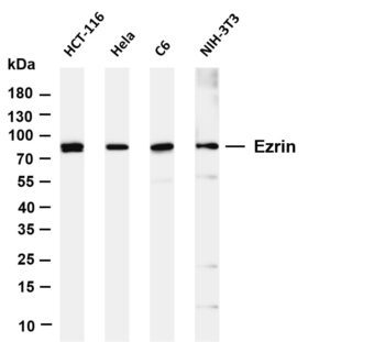 Ezrin Rabbit Monoclonal Antibody