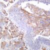 Ezrin Rabbit Monoclonal Antibody - Image 2