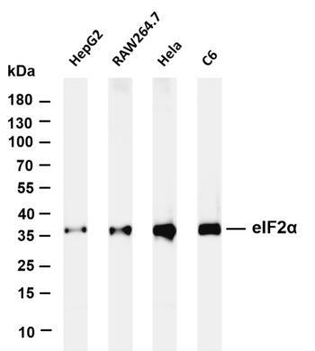 eIF2α Rabbit Monoclonal Antibody
