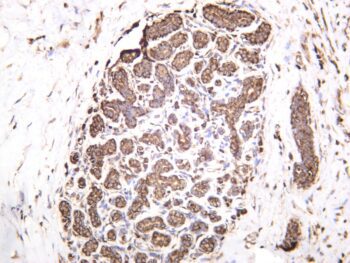 eIF2α Rabbit Monoclonal Antibody - Image 2