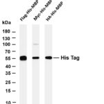 His Tag Rabbit Monoclonal Antibody