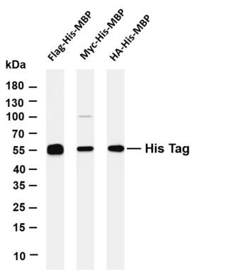 His Tag Rabbit Monoclonal Antibody