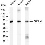 OCLN Rabbit Monoclonal Antibody