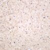 Amyloid-β Rabbit Monoclonal Antibody - Image 2